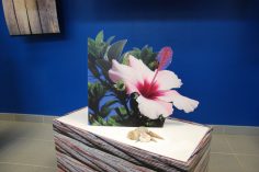 Habillage de Vitrine
